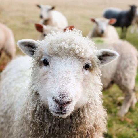 Café Sci Cambridge: Brain research in sheep: just woolly thinking?