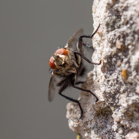 Genome Lates: The Secret Life of Flies
