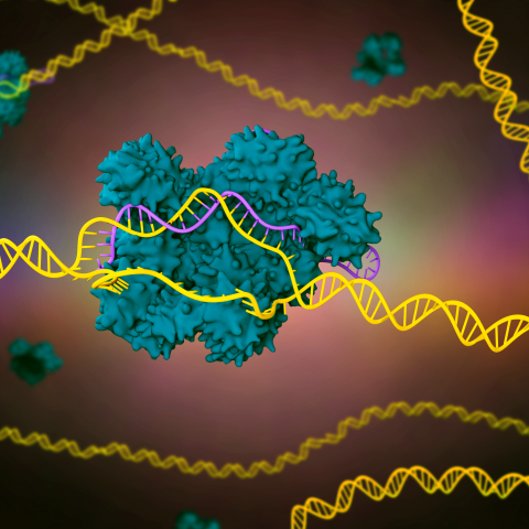 genomics lite: CRISPR in focus